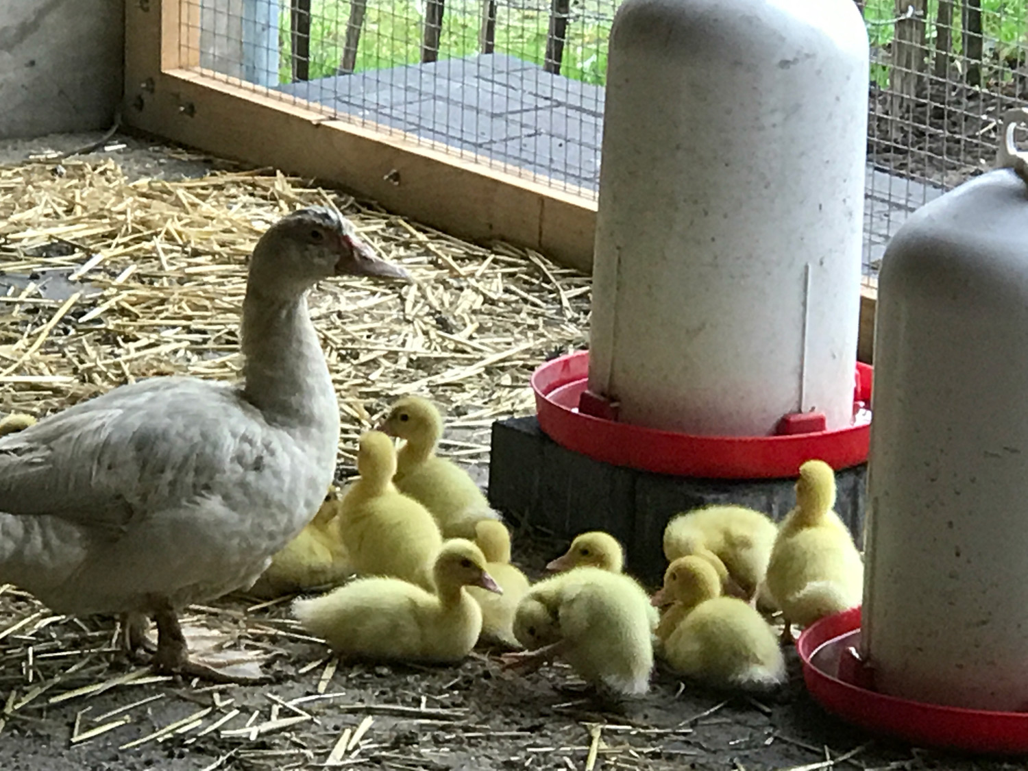 Ente mit Kücken