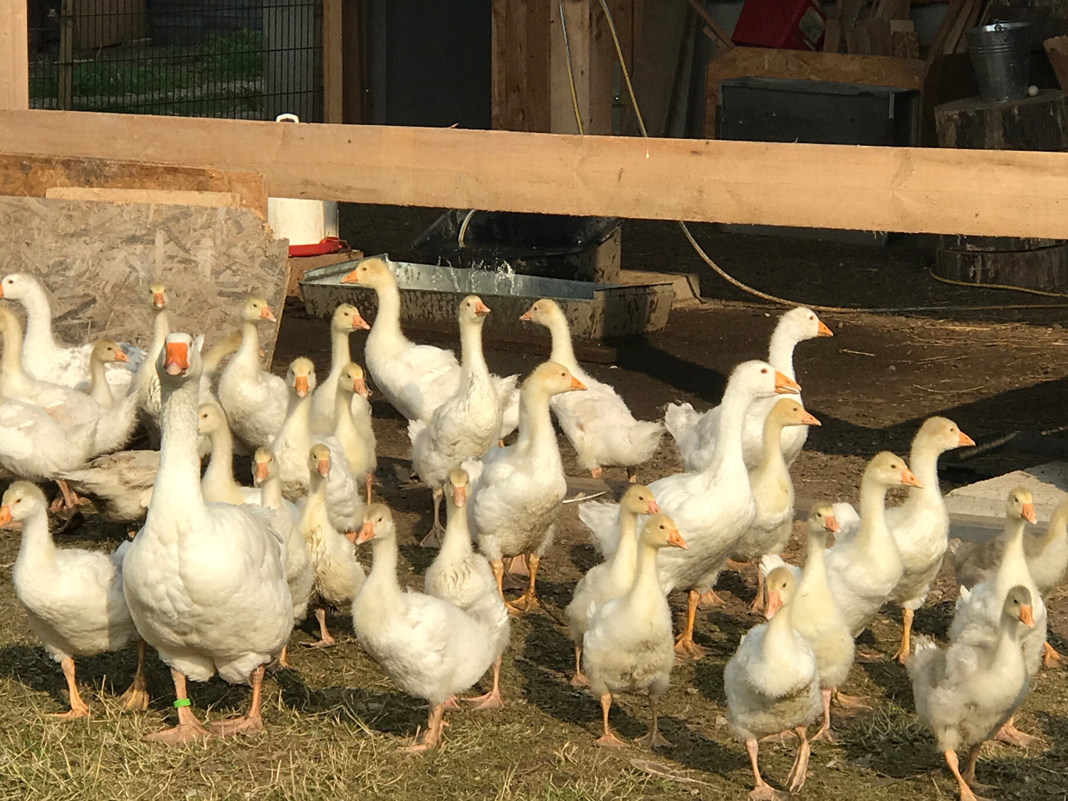 Gänse