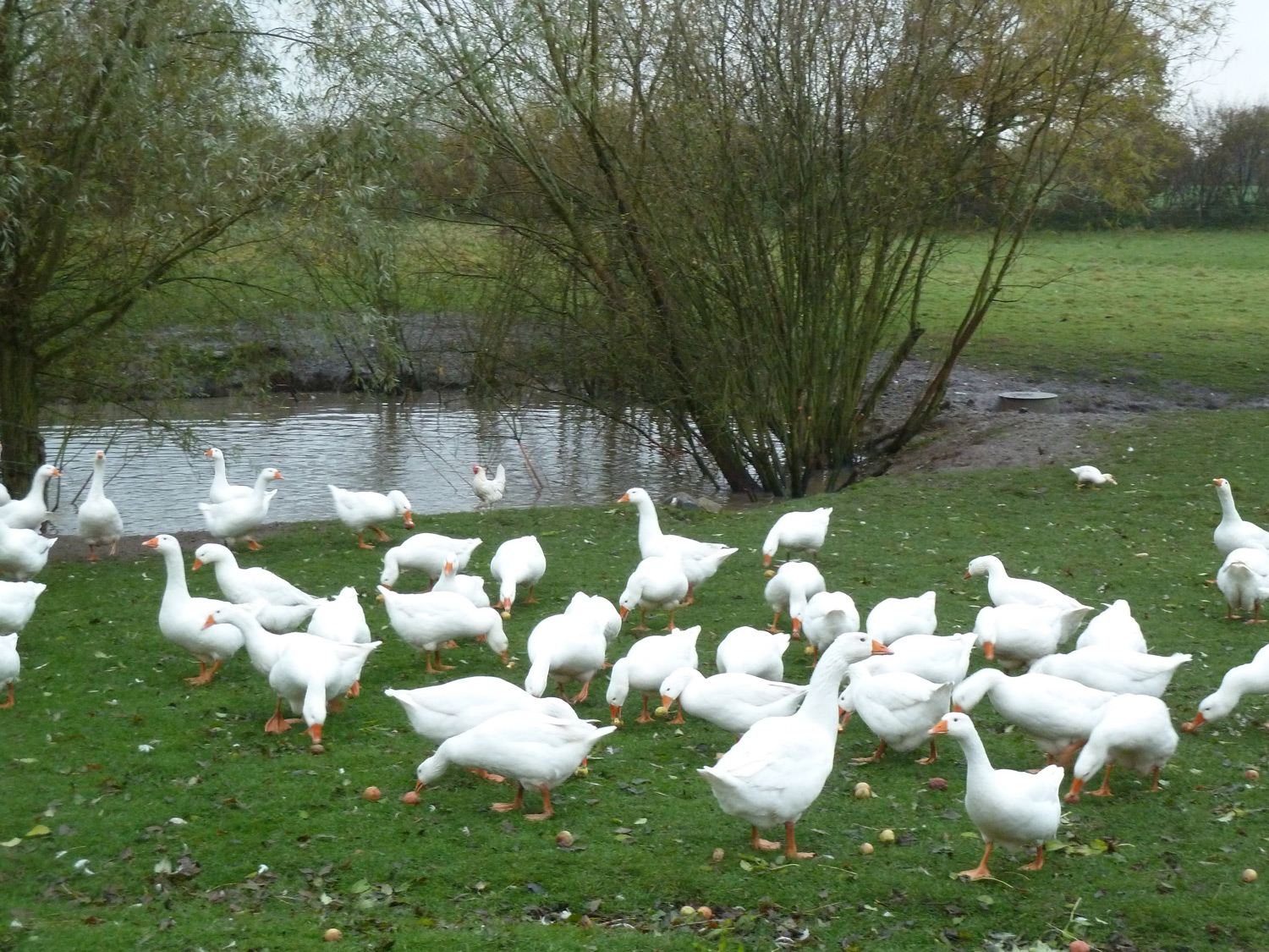 Gänse