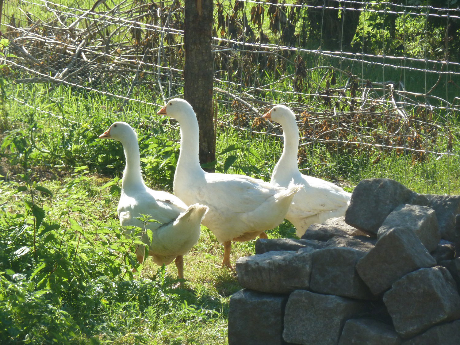 Gänse