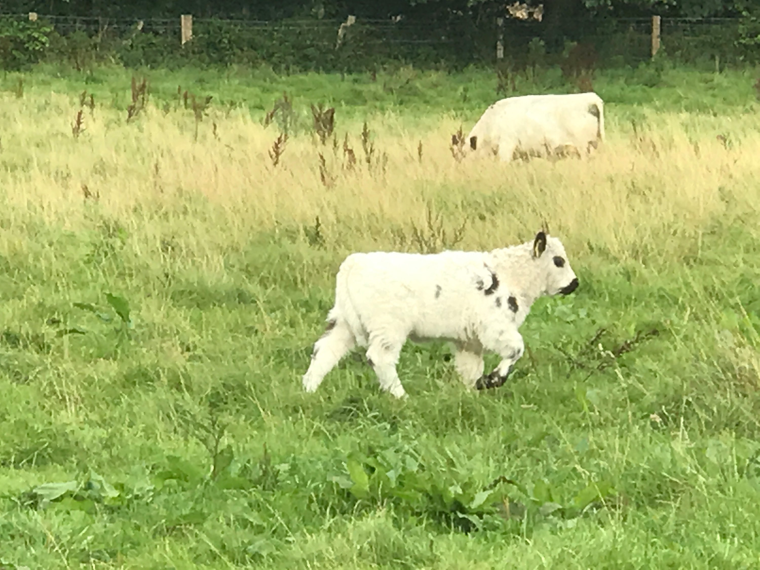 Galloway Kalb