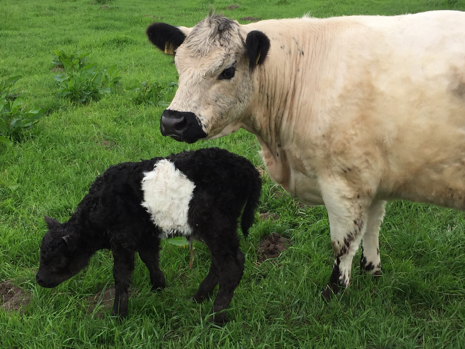Galloway und Kalb