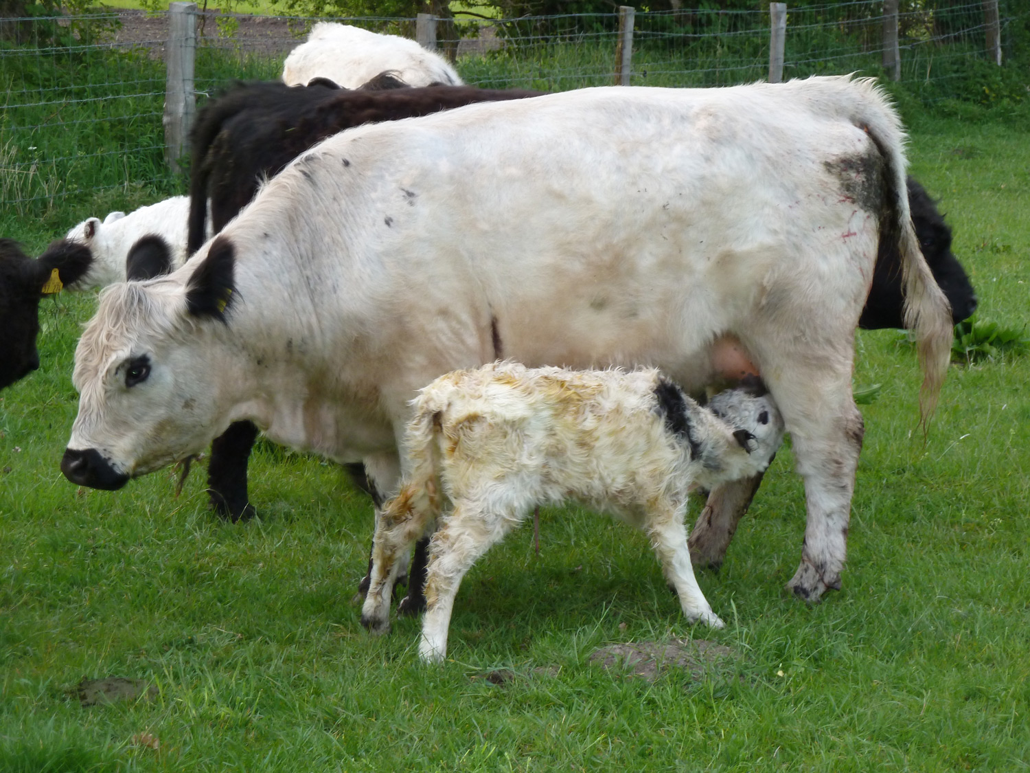 Galloway und Kalb
