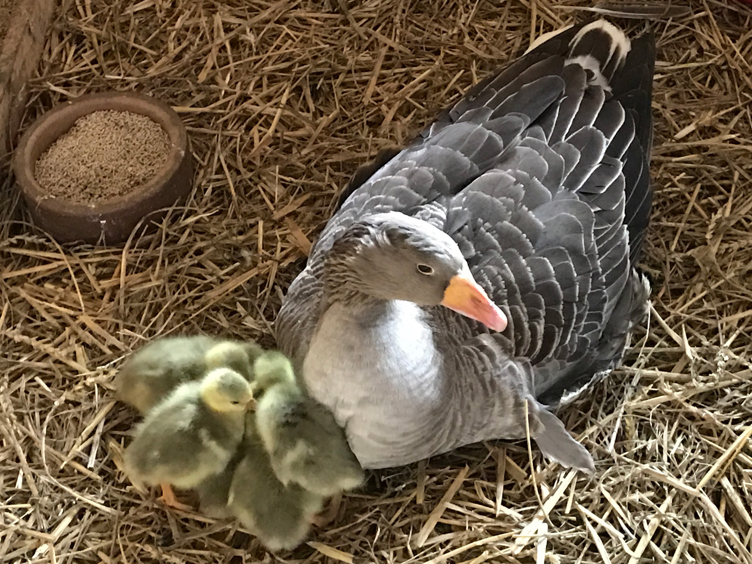 Gans mit Kücken
