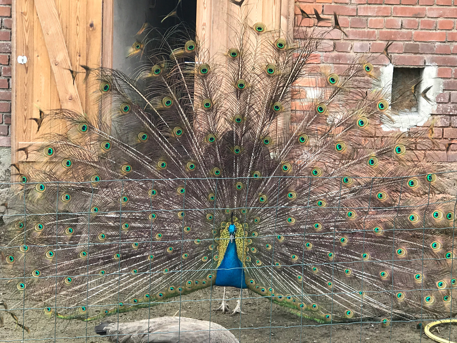 Pfau